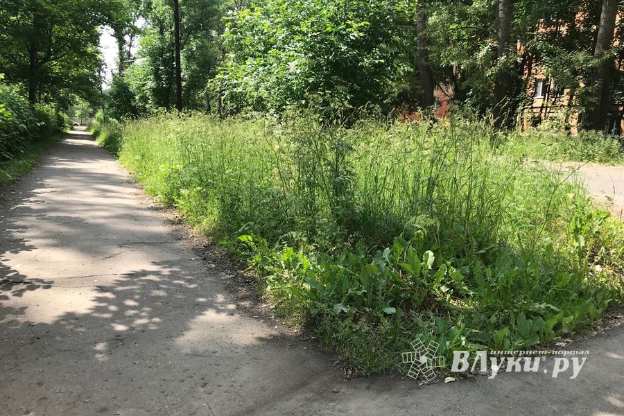 Трава у дома (ФОТО)