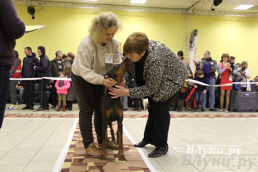 Всероссийская выставка собак «Великие Луки — 2014»