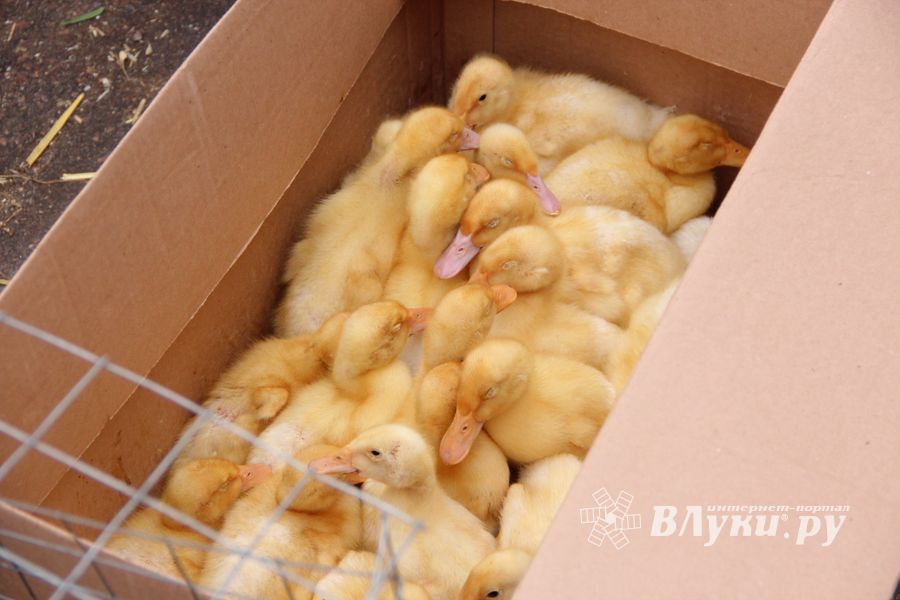 В Великих Луках проходит Весенняя ярмарка