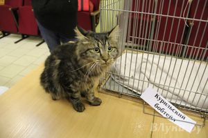 В Великих Луках прошла выставка кошек (фото)