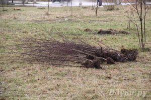 У Братского кладбища высадили новую аллею (фото)