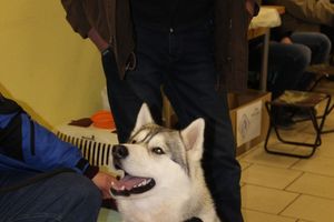 Всероссийская выставка собак в Великих Луках (фото)