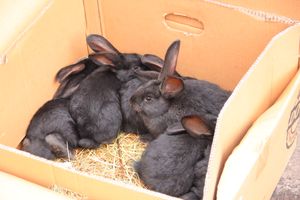 В Великих Луках проходит Весенняя ярмарка