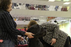 Всероссийская выставка собак «Великие Луки — 2014»