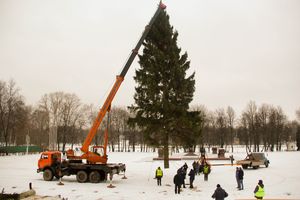 Ёлочка приехала! (ФОТО)