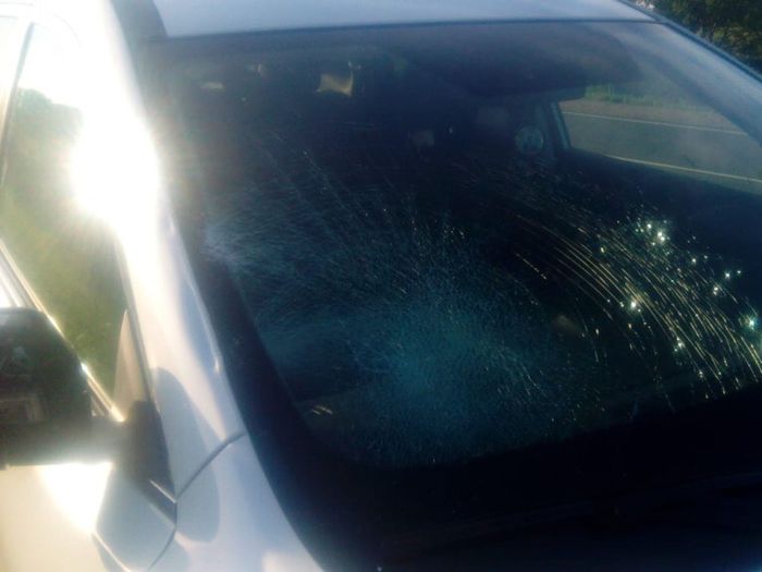 ДТП под Куньей – лось выскочил на машину (ФОТО)