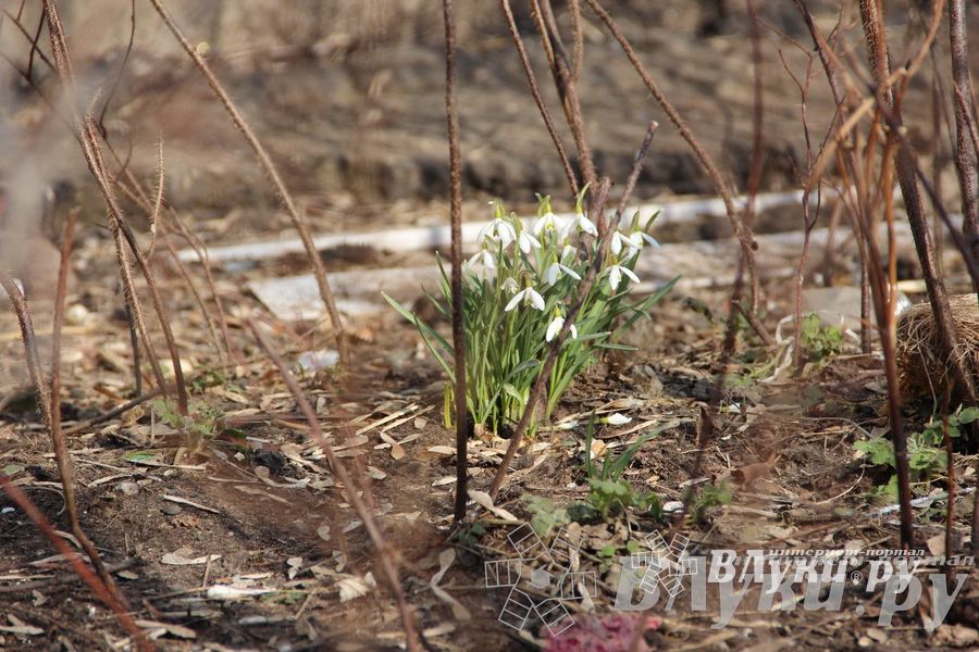 Весенний день
