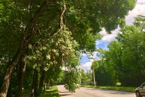 Ветка на проспекте Гагарина клонится в сторону неизбежности... (ФОТО)