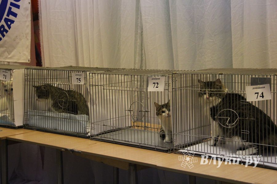 В Великих Луках прошла выставка кошек (фото)