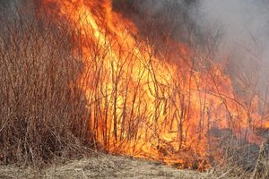 Великолукский район полыхает (ФОТО; ВИДЕО)