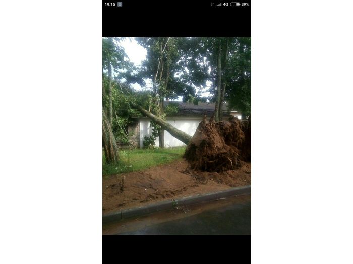 Ураган в Псковской области валил деревья и срывал крыши (ФОТО)