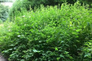 Необитаемый остров Дятлинка (ФОТО)