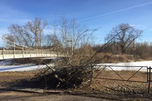 В УЖКХ Великих Лук объяснили спил деревьев возле пешеходного моста (ФОТО)