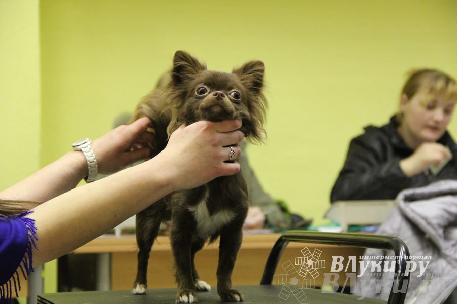 Всероссийская выставка собак «Великие Луки — 2014»