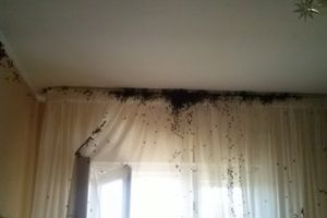 В одну из псковских квартир залетел пчелиный рой (ФОТО)