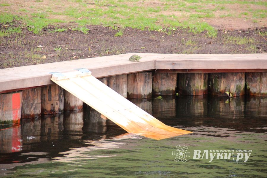 В Комендантском пруду установили сходни для лягушек (ФОТО)