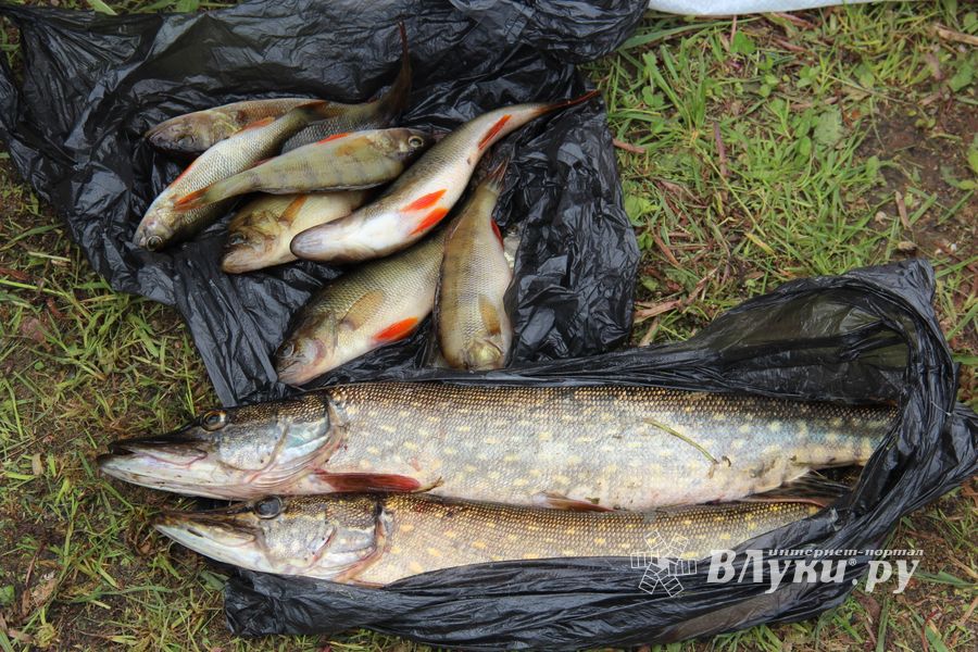 Чемпионат Великих Лук по ловле спиннингом: клевала, но мало (ФОТО)