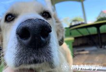 Бастрыкин поручил возбудить уголовное дело из-за нападения собаки на девочку в Псковской области