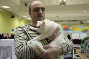 В Великих Луках прошла выставка кошек (фото)