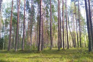 ©ВЛуки.ру