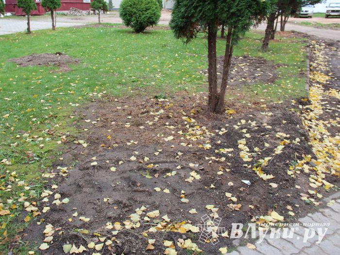 Куда исчезли пихты у Свято-Вознесенского собора в Великих Луках