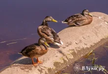 Прогноз погоды на 4 июля в Великих Луках
