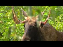 Импульс-ТВ: Лось умер