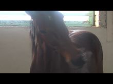 Импульс-ТВ: Американский рысак Яспис и его хозяйка Софья 