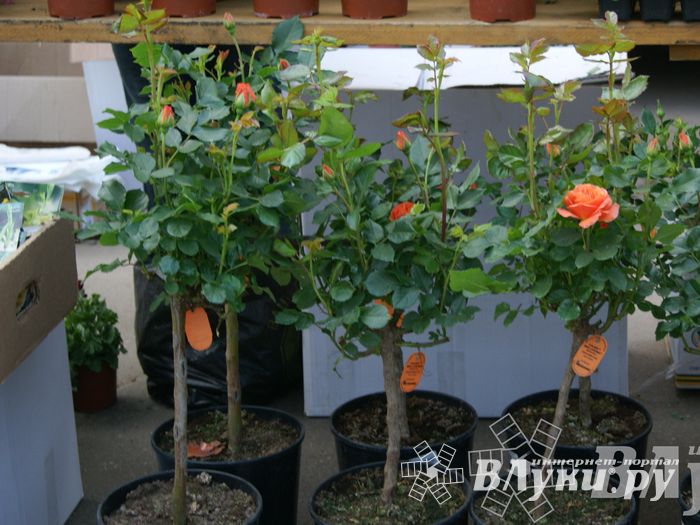 Весенняя ярмарка 2013 прошла в Великих Луках