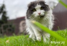 Прогноз погоды в Великих Луках на 23 июня