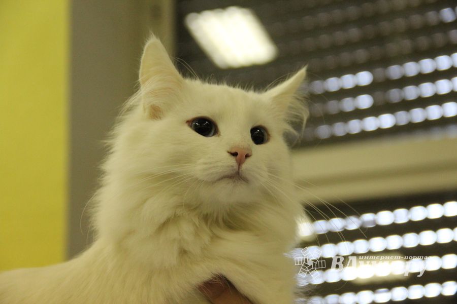 В Великих Луках прошла выставка кошек (фото)