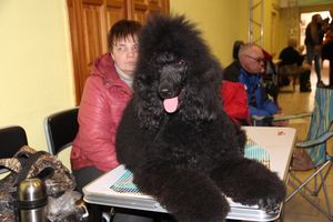 Всероссийская выставка собак в Великих Луках (фото)