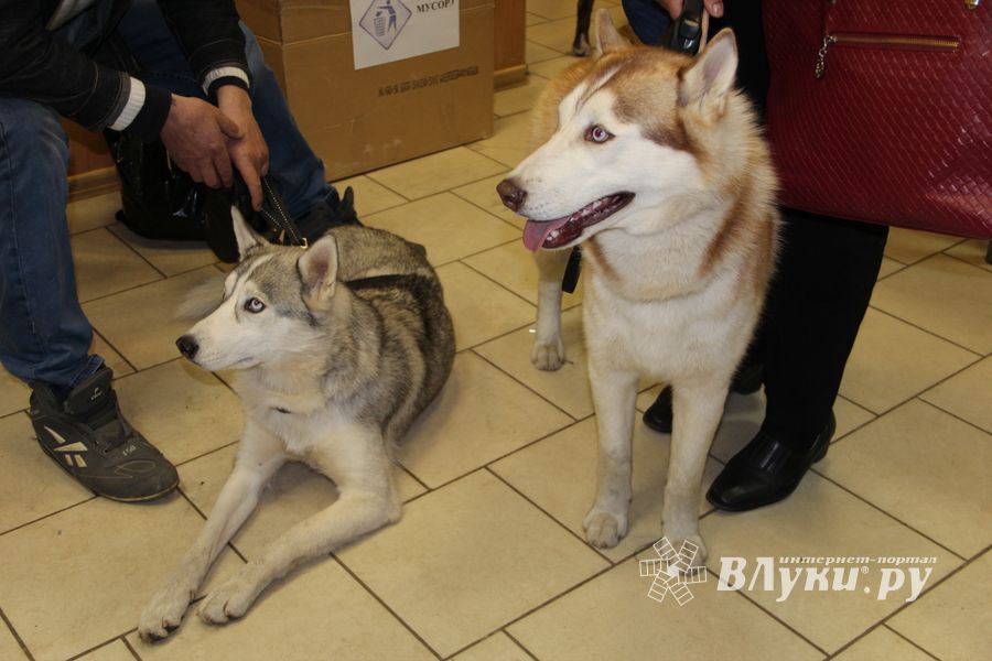 Всероссийская выставка собак в Великих Луках (фото)