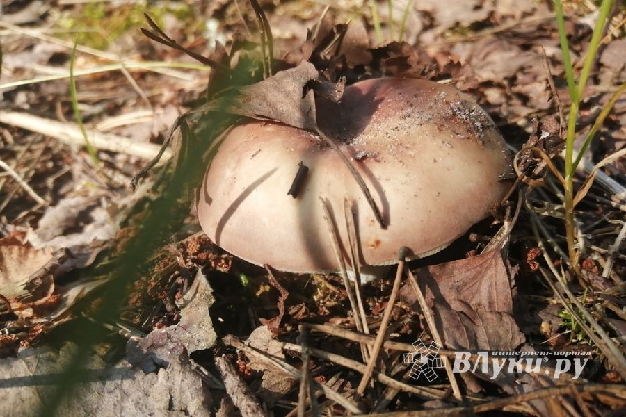 © ВЛуки.ру/Ловчая Ирина