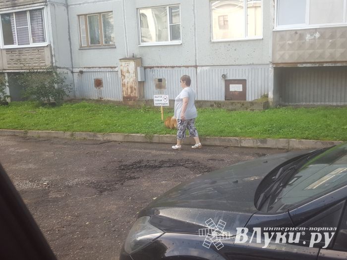 ФОТОФАКТ: Тяжелые отношения собак и газонов 