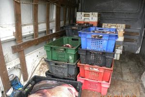 Сотрудниками рыбоохраны на трассе Псков – Гдов изъята контрабандная рыба (фото)