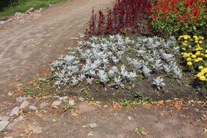 Великие Луки: краски, парки и «движение затруднено» (ФОТО)