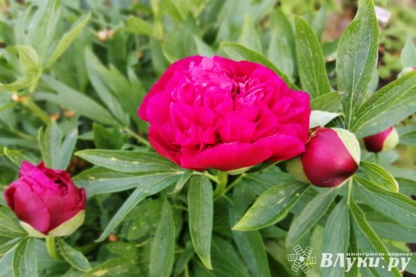 Сегодня великолучанам обещают переменную облачность