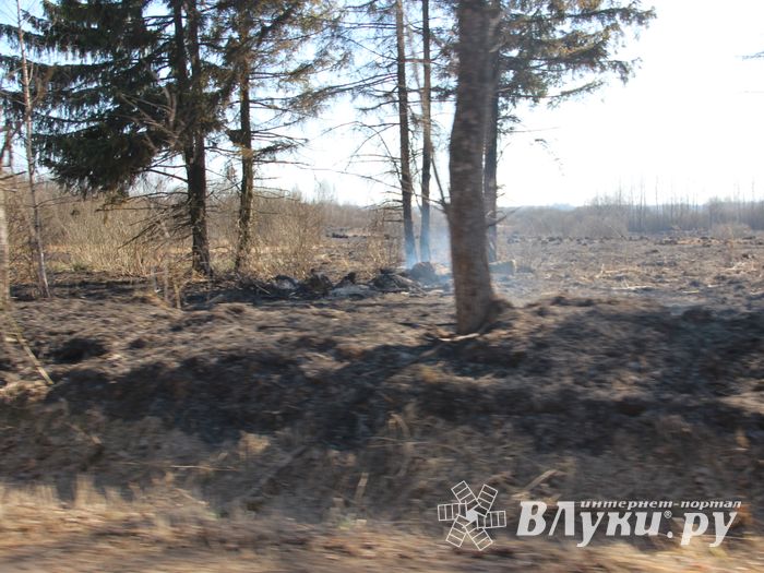 Великолукский район полыхает (ФОТО; ВИДЕО)