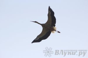 IV Фестиваль авиамодельного спорта России в классе радиоуправляемых моделей