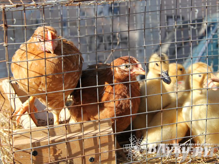 Традиционная весенняя ярмарка прошла в Великих Луках