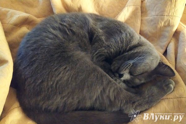 Прогноз погоды на 16 ноября в Великих Луках