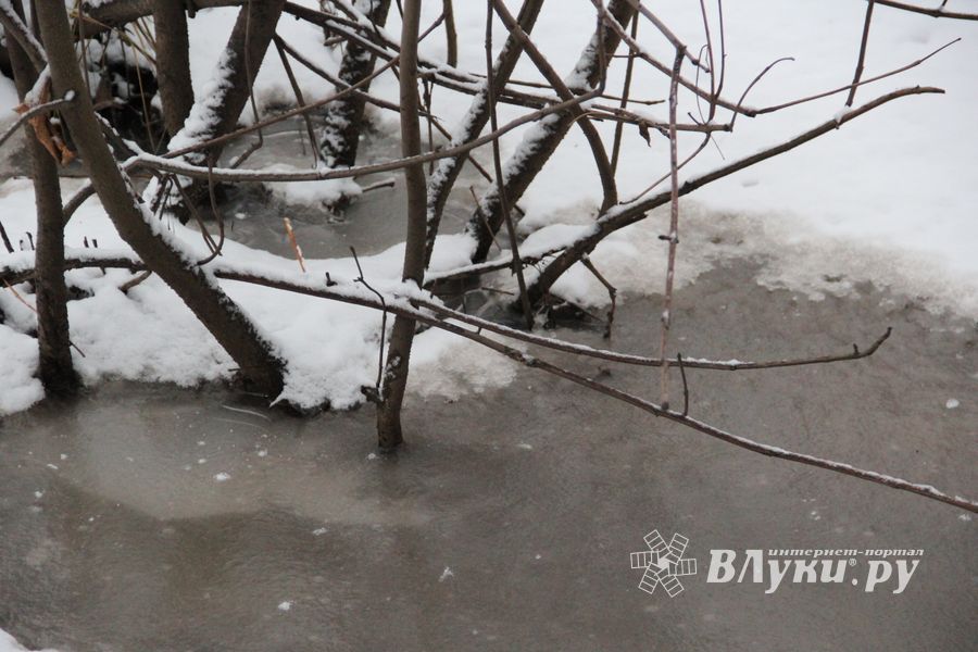 Губернатору Псковской области предлагают вырубить деревья у дорог и отдать их людям (ФОТО)