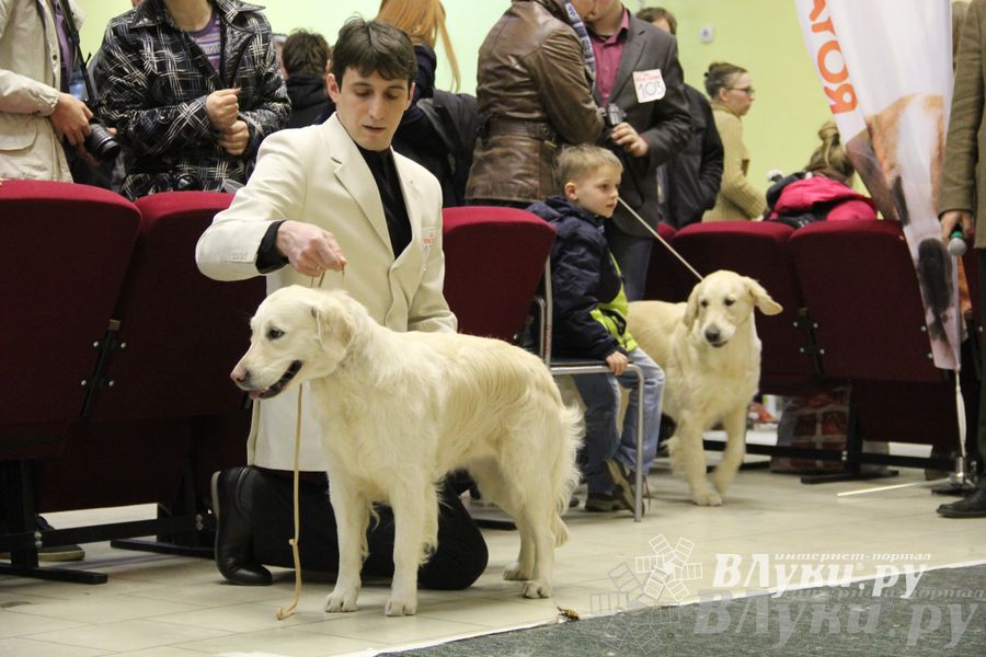 Всероссийская выставка собак «Великие Луки — 2014»