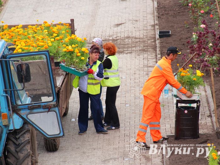 В Великих Луках сажают, стригут и красят (ФОТО)