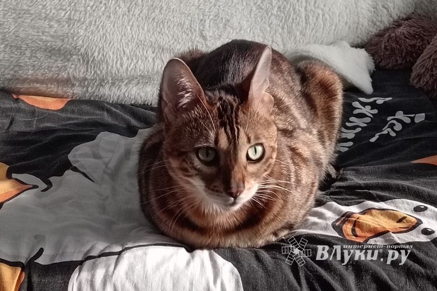 ВЛуки.ру