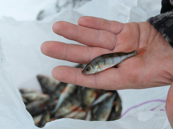 На Пореченском озере прошел Чемпионат города Великие Луки по ловле рыбы на блесну со льда (ФОТО)