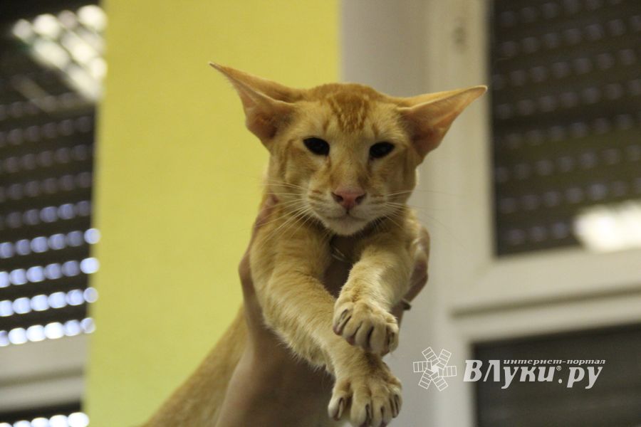 В Великих Луках прошла выставка кошек (фото)