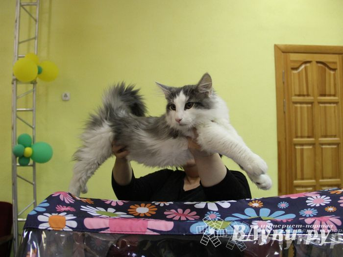 В Великих Луках прошла выставка кошек (фото)