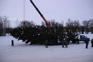 Новогодняя ёлочка приехала наконец в Великие Луки (ФОТО)